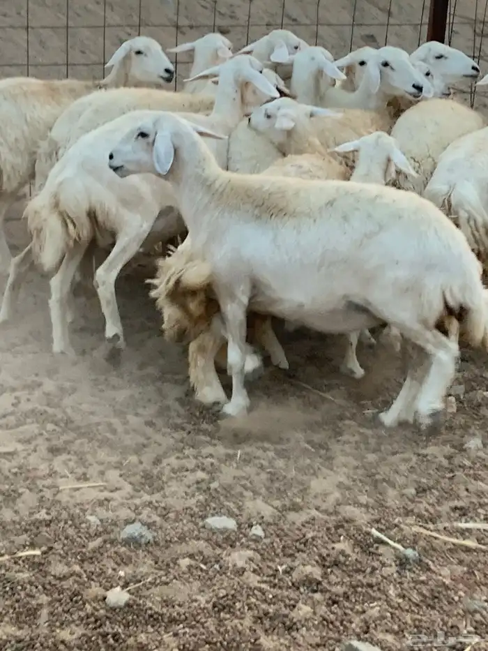 للبيع رخال حريات مقاني 6