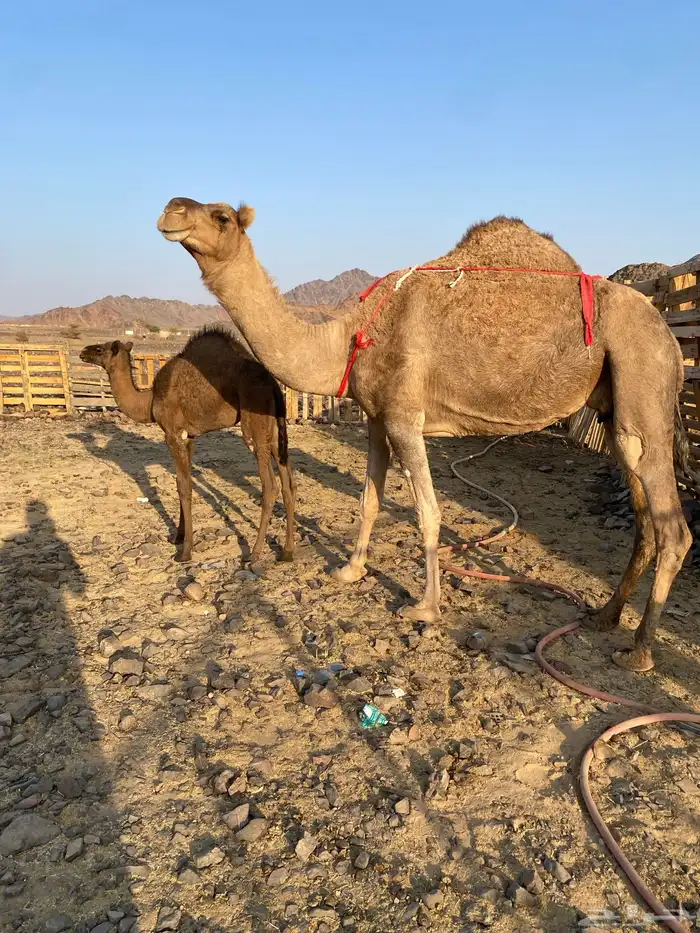 خلفه حمراء ساحليه مصغر منيحه رقم واحد الحد11800 0