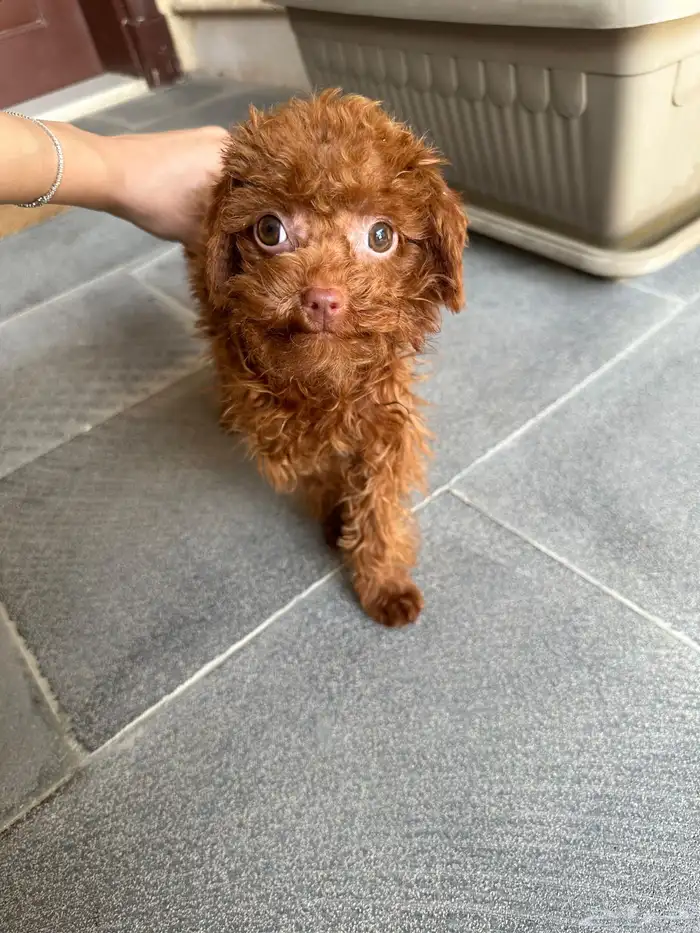 تي كب بودل استيراد من الصين 5