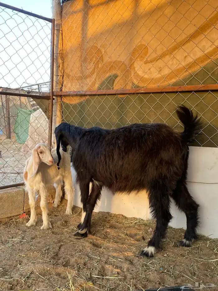 عنز عليها تيس 2