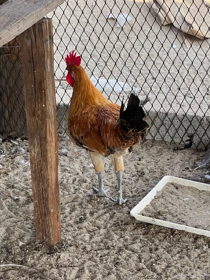 بيع ديك بلدي 8