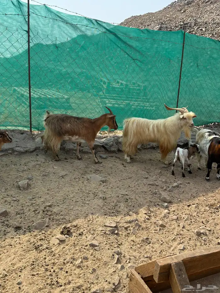 عرض وبيع ماعز قزم أليفه ومنتجه 8
