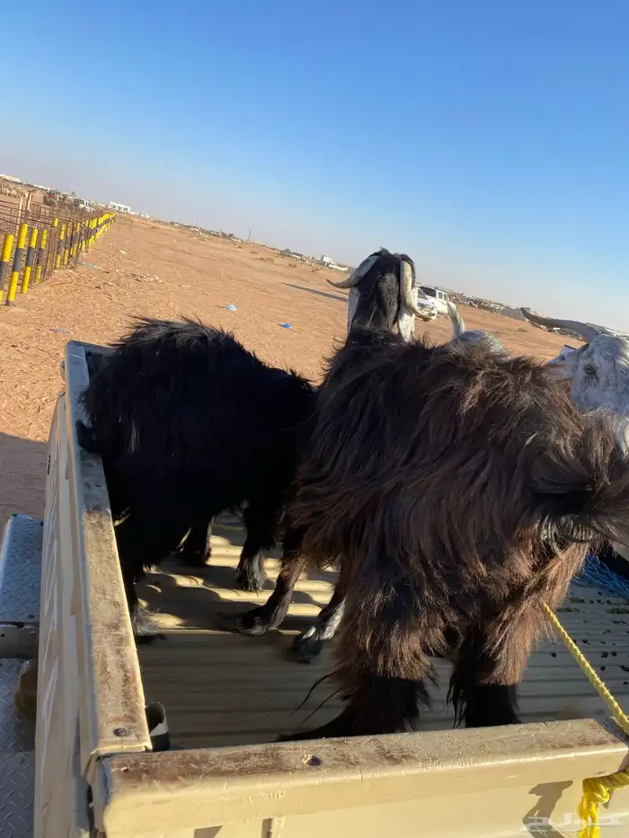 البيع ماعزا دفيع 2