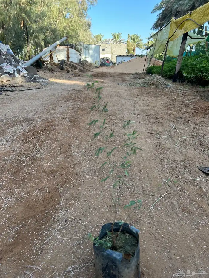 شتلات كميات اسعار جمله 0