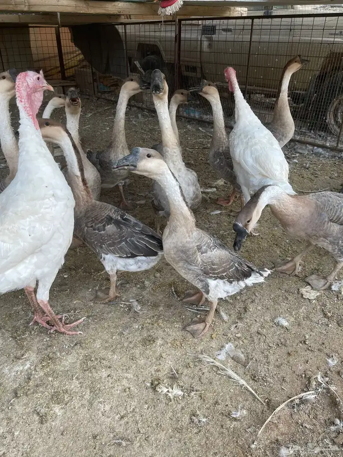 وز عراقي وا أرانب وا ديوك رومي 2