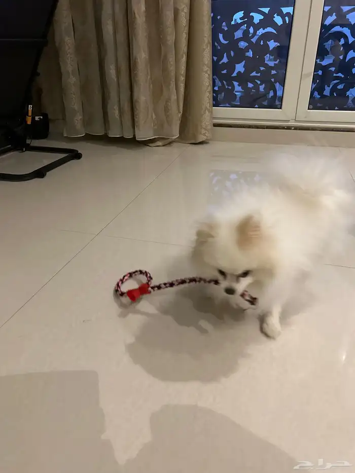 الخبر  العقربيه 1