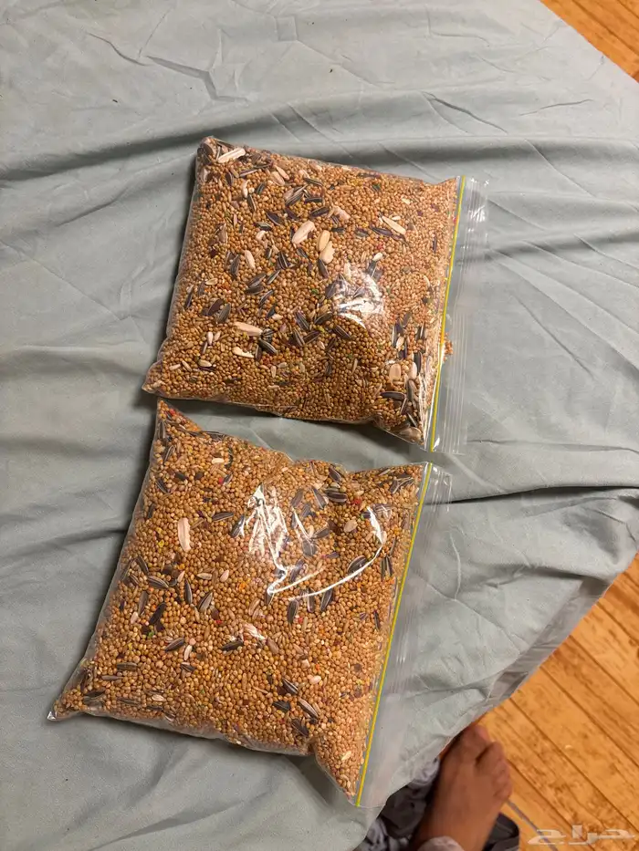 طير روز اليف هدد خارجي بس يبيله أعاده تدريب اللون البينو 1