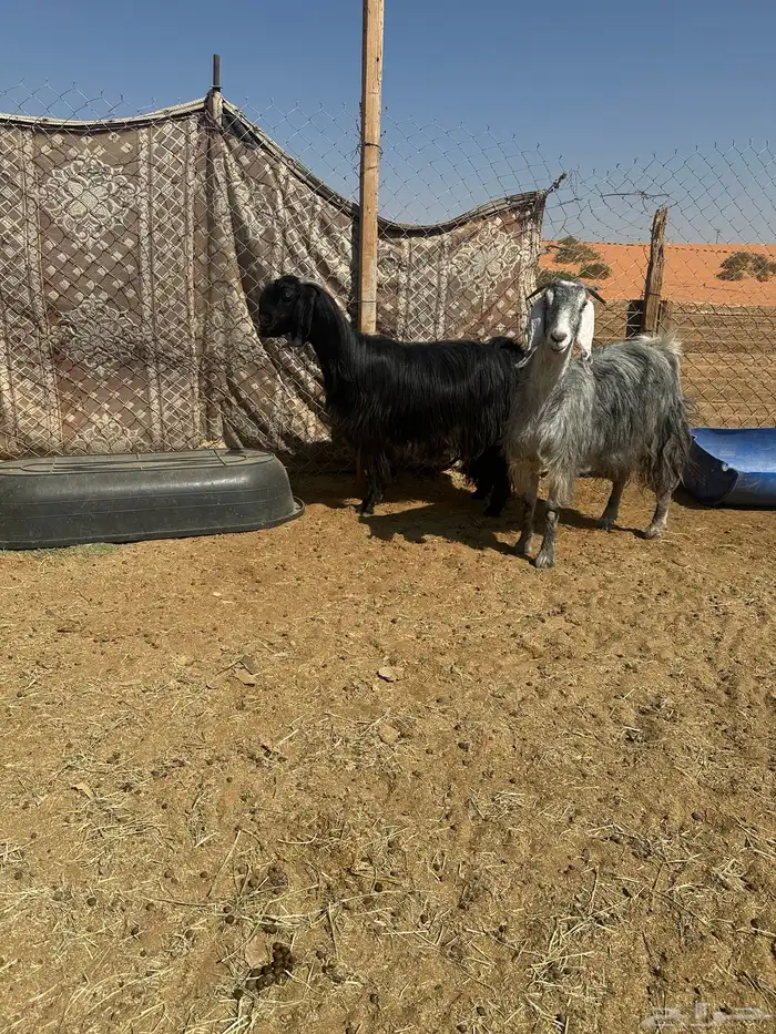 عنزين مشاريك خصم حصيب قريبات ولاد 3