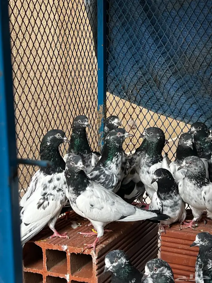 حمام باكستاني Top مطيار 5