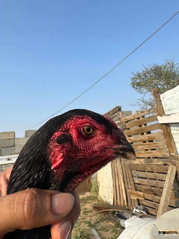 دجاجه شامو الماني 1