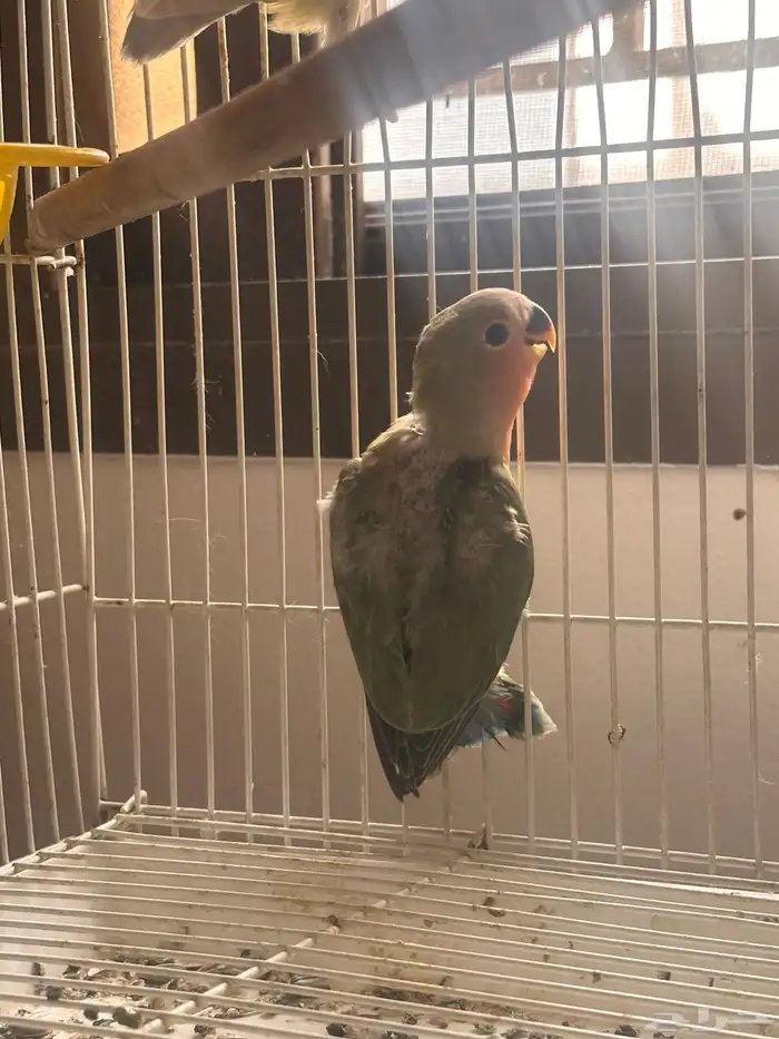 ازواج رروز وفروخ ملونه 0