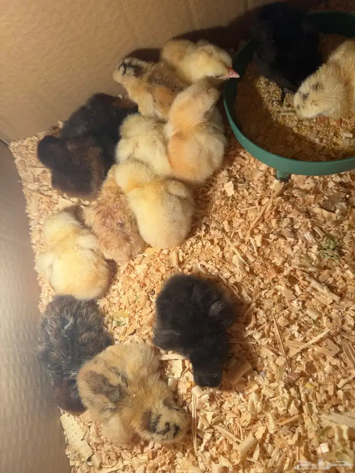 صوص دجاج صغير للبيع 21