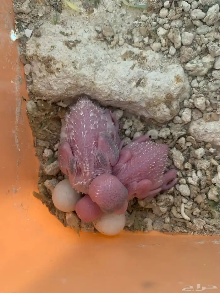 فروخ بادجي لعشاق الغر الحبه 35 او 60 شامل ملحقات 0