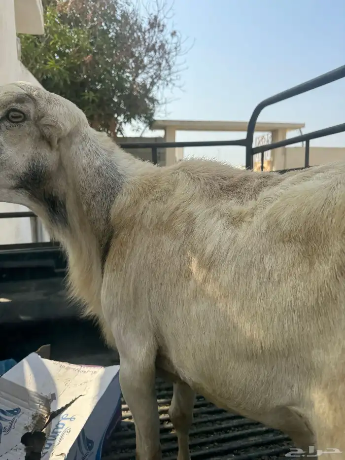 كبش فرير بلدي فحل 3