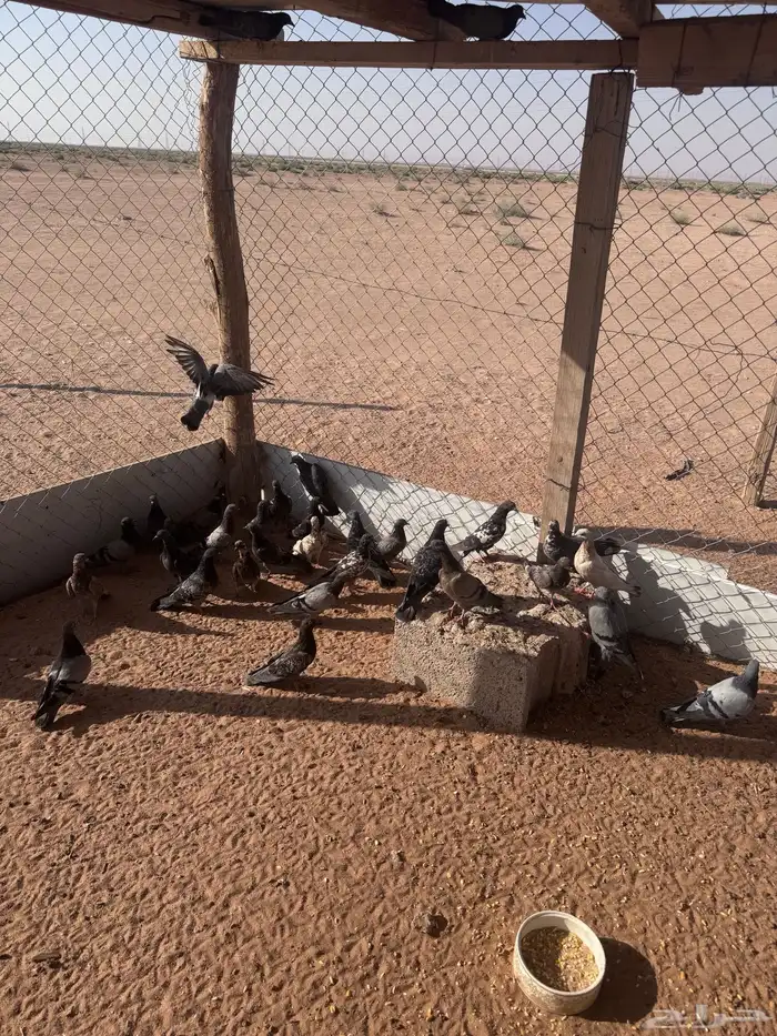 حمام مطروح خضاري لصقور 0