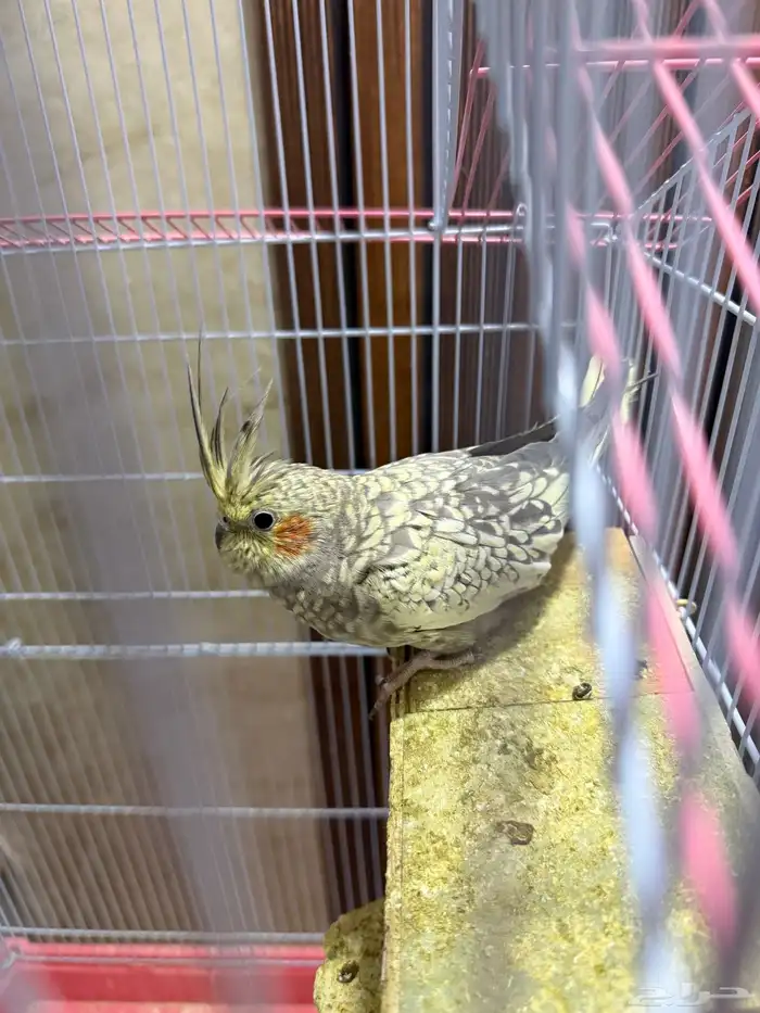 طائرين كروان مفطوم من العض الموقع الدوادمي 3