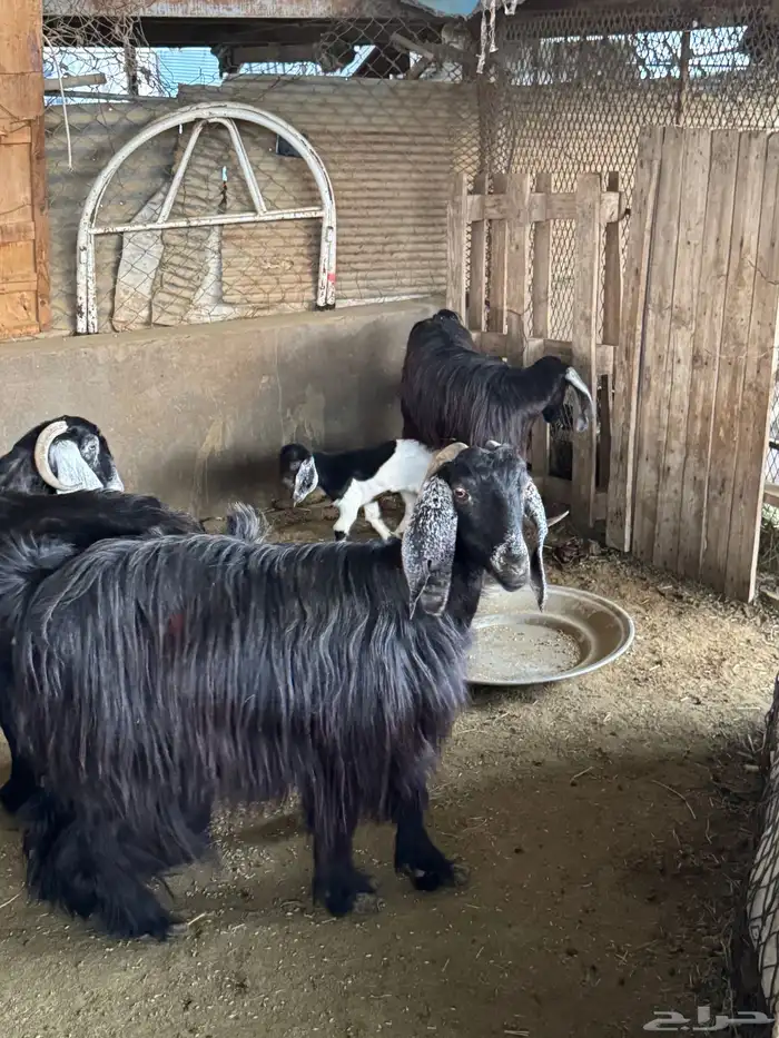 معزا خلفات تم البيع 2