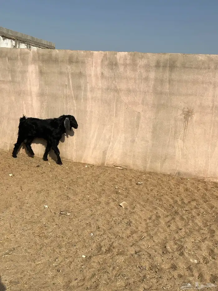 تيس فحل سنة رباع ضراب مشروط 0