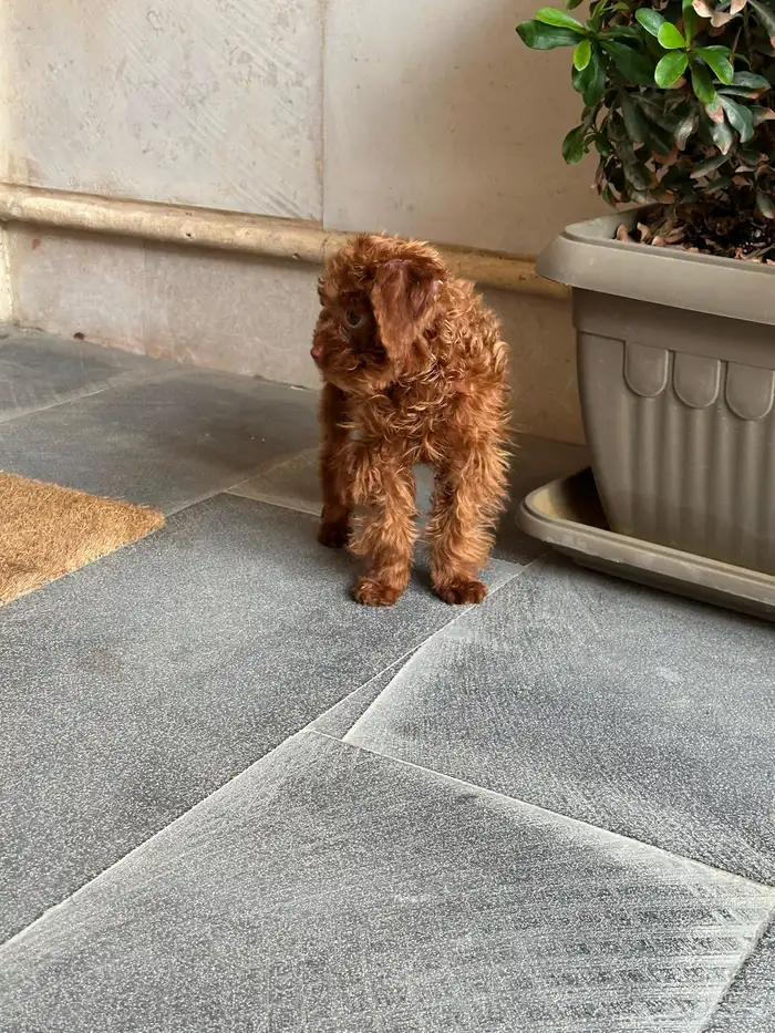 تي كب بودل استيراد من الصين 1