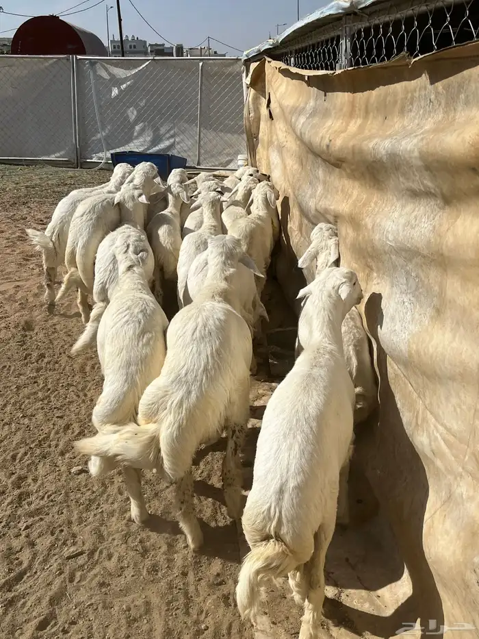 بهم فواخر تم البيع 3