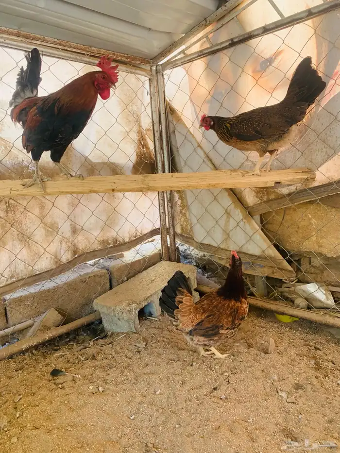 ديكين واربع دجاج عربي 2