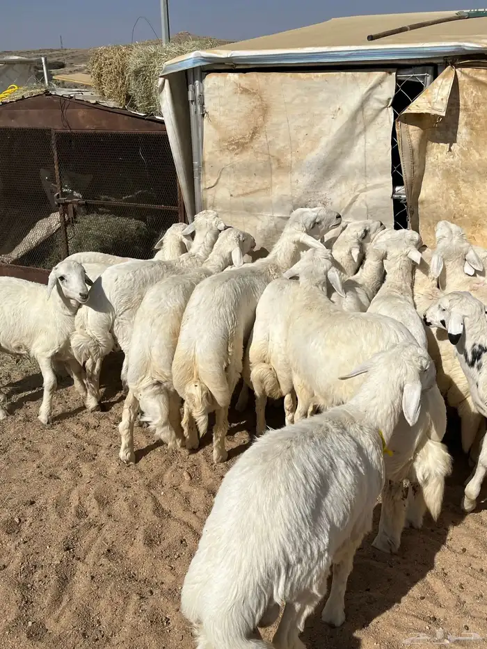 بهم فواخر تم البيع 1