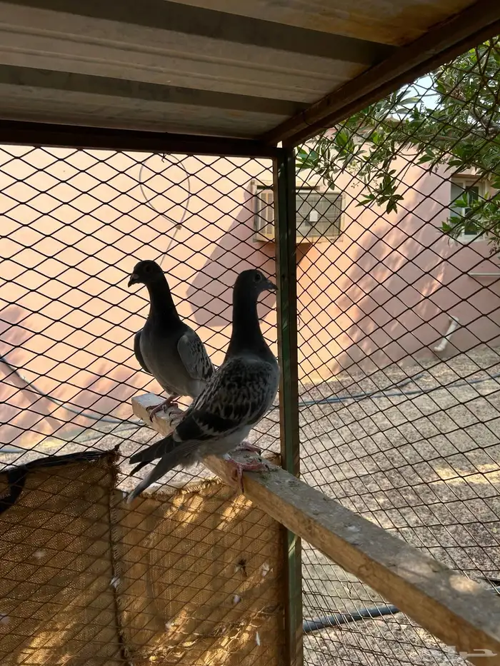 طبه زاجل سباق 1