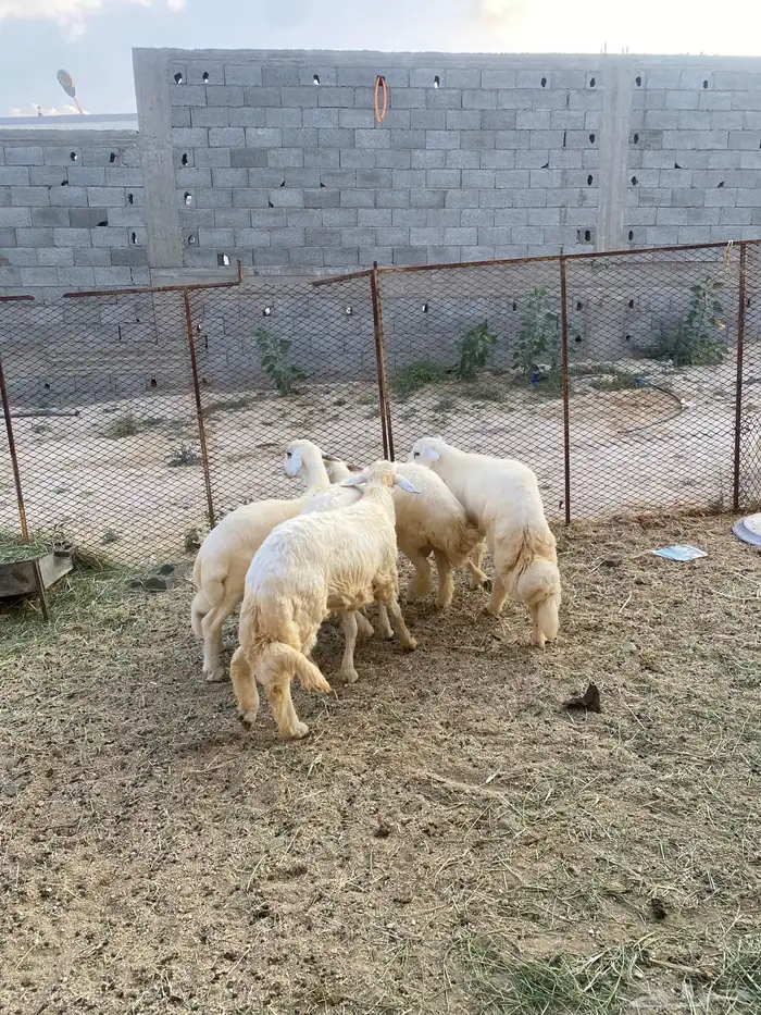 طليان للبيع ف بلقرن 2