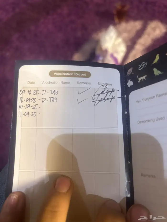 كلاب بودل XL كلاب جميله ولعوبه 13