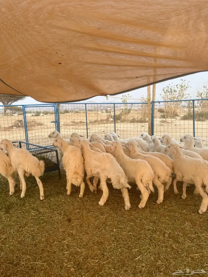 غنام في الفصيل طليان 1