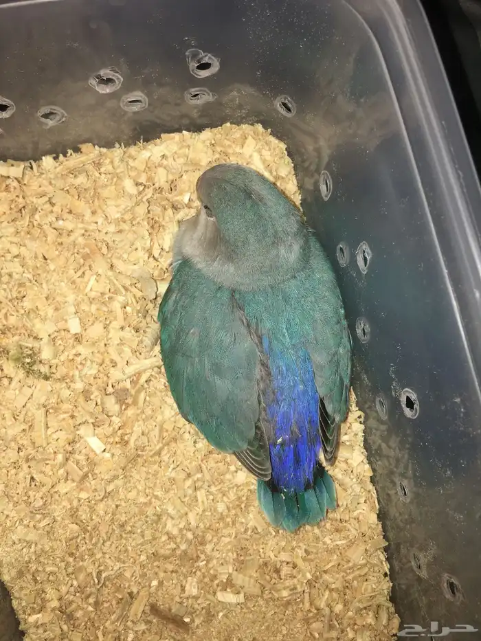 طير روز صحة وحجم ما شاء الله ( الحمدلله تم البيع ) 0