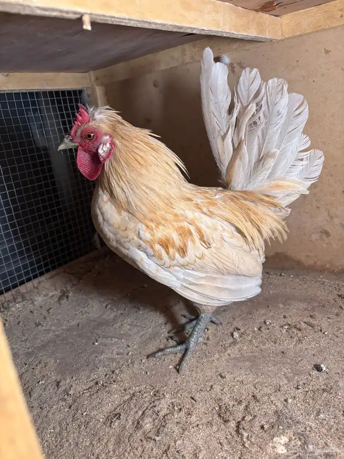 للبيع ديكه 9