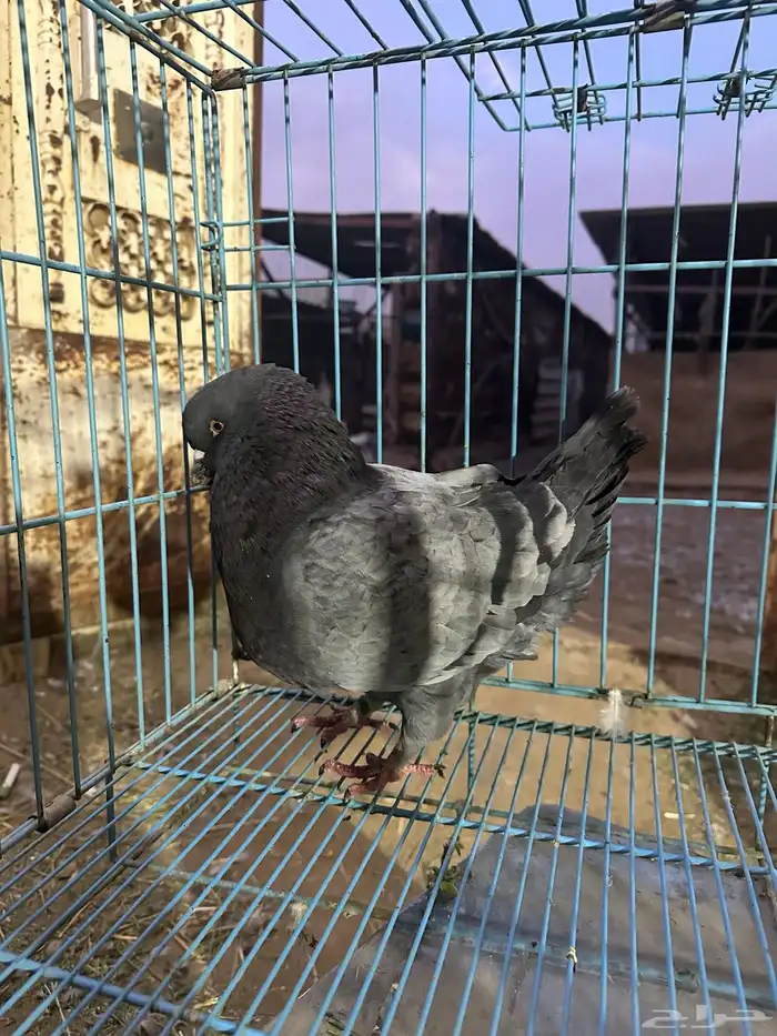 ذكر كنق بلو بار مستوى توب توب حجم سوبر جامبو 4