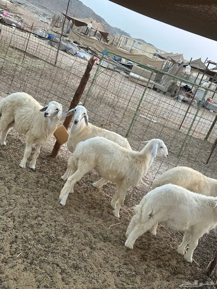 طليان حريه ذبايح 4