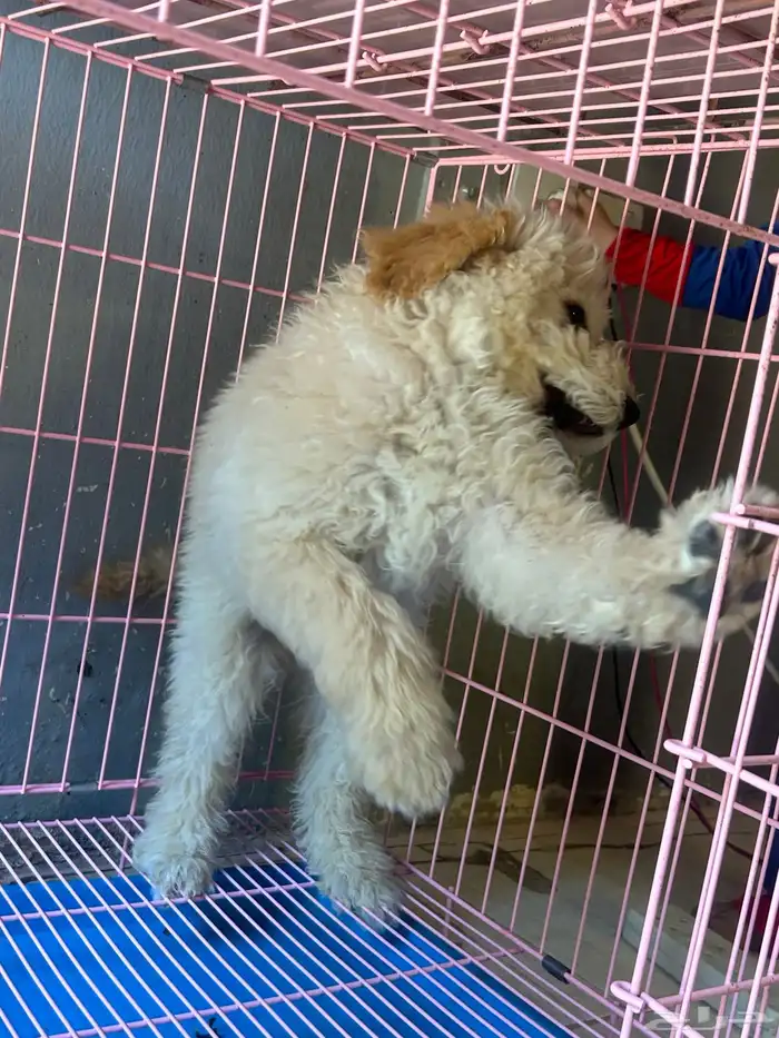 كلاب بودل XL كلاب جميله ولعوبه 3