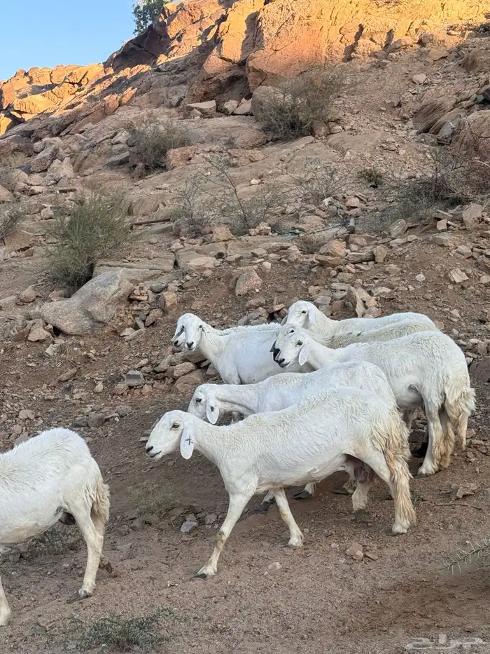 8 روس من ضان شهران ولد يتبعها 9 5