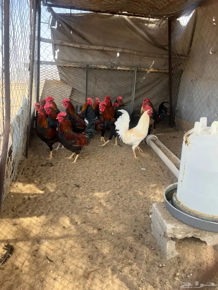 ديوك عربيه السلاله القديمه (ترثه) 1