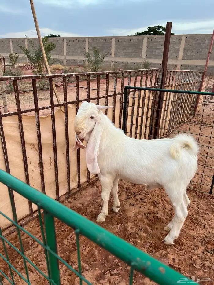 تيس ابيض ابرص ( انباع ) 3