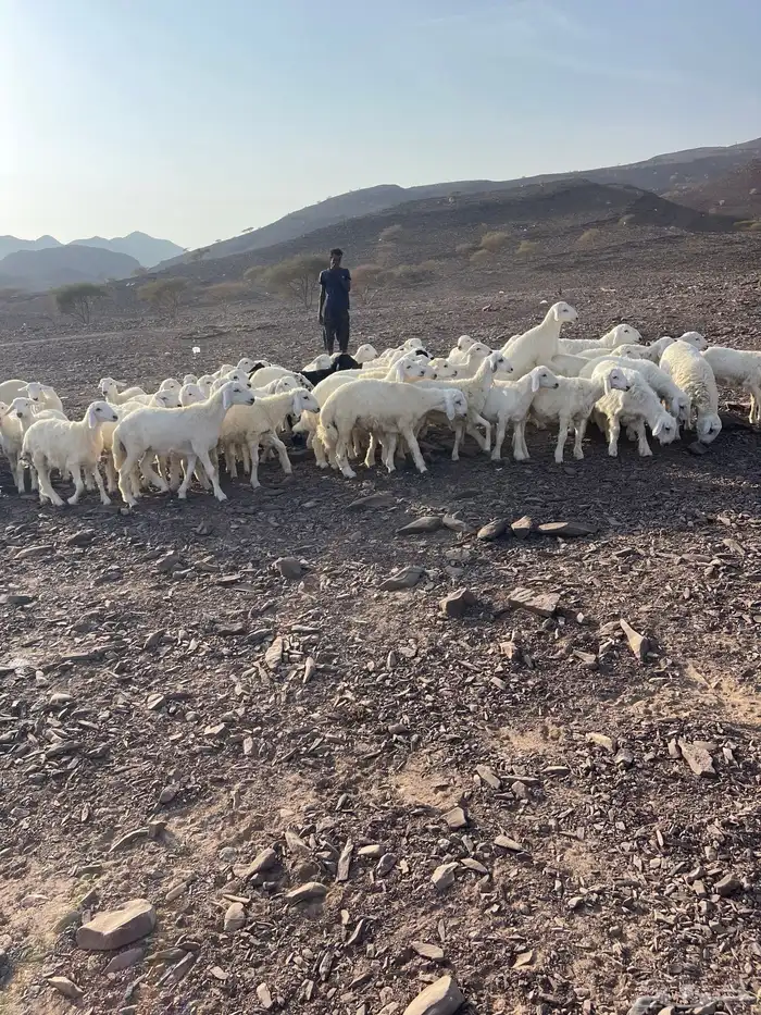 طليان حريه العدد 82 0