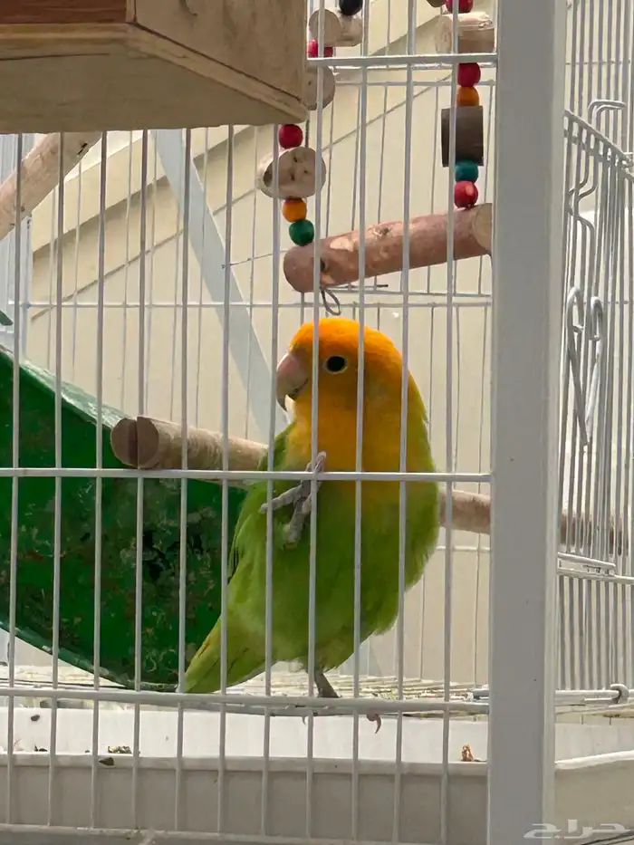 جوز روز منتج 3