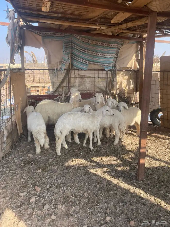 رخال مقنوي 1