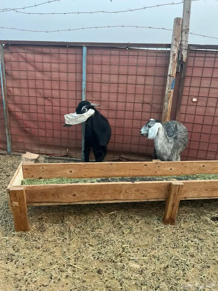 تيس وجفرة عارضي للبيع 6