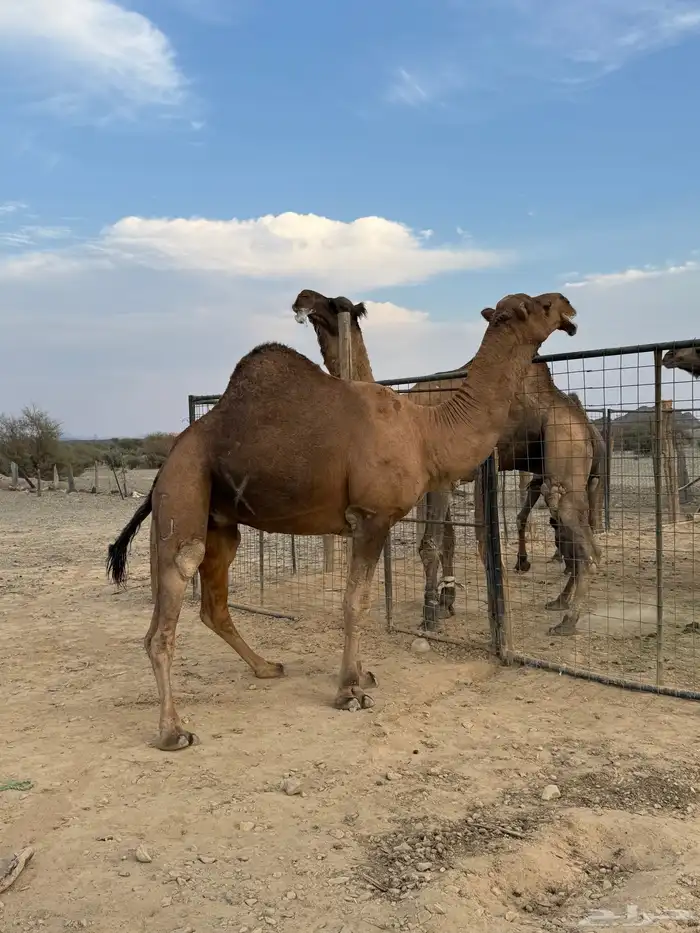 جمل حمر ضراب وعشار وهداوه 8