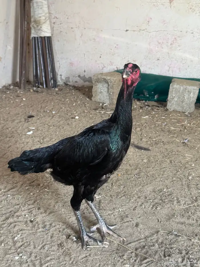 دجاجه شامو الماني 17