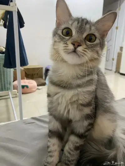 انثى للتبني index