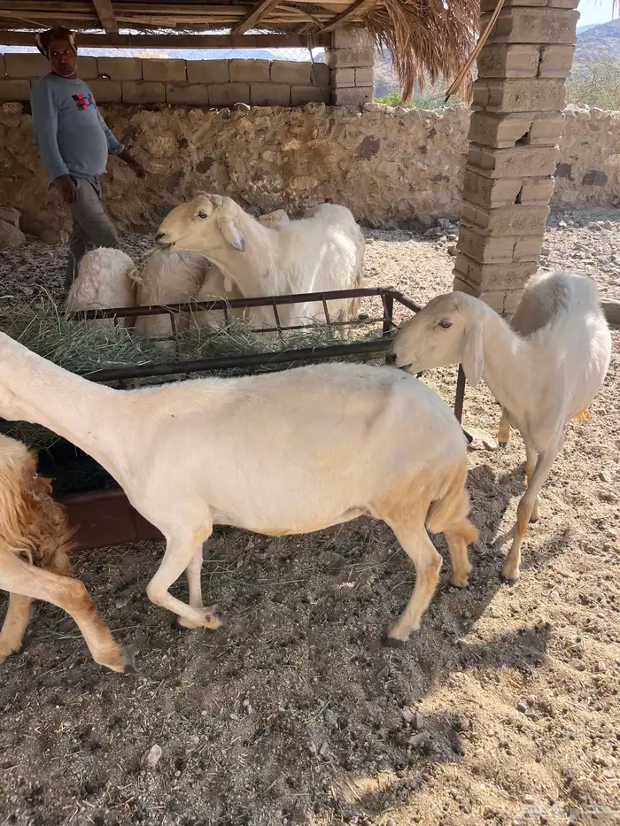 ضان متبيع ودفيع 4