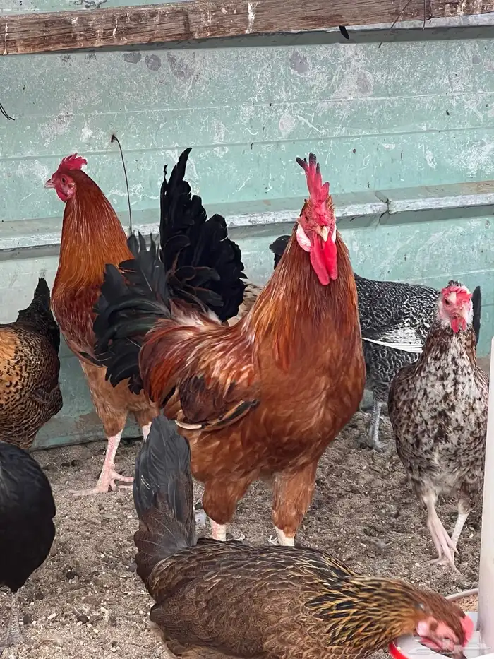 بيع ديك بلدي 4