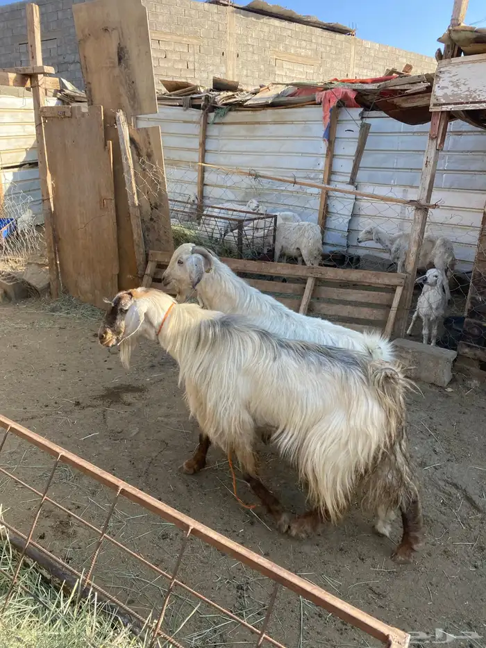 2 فحول معزا 2