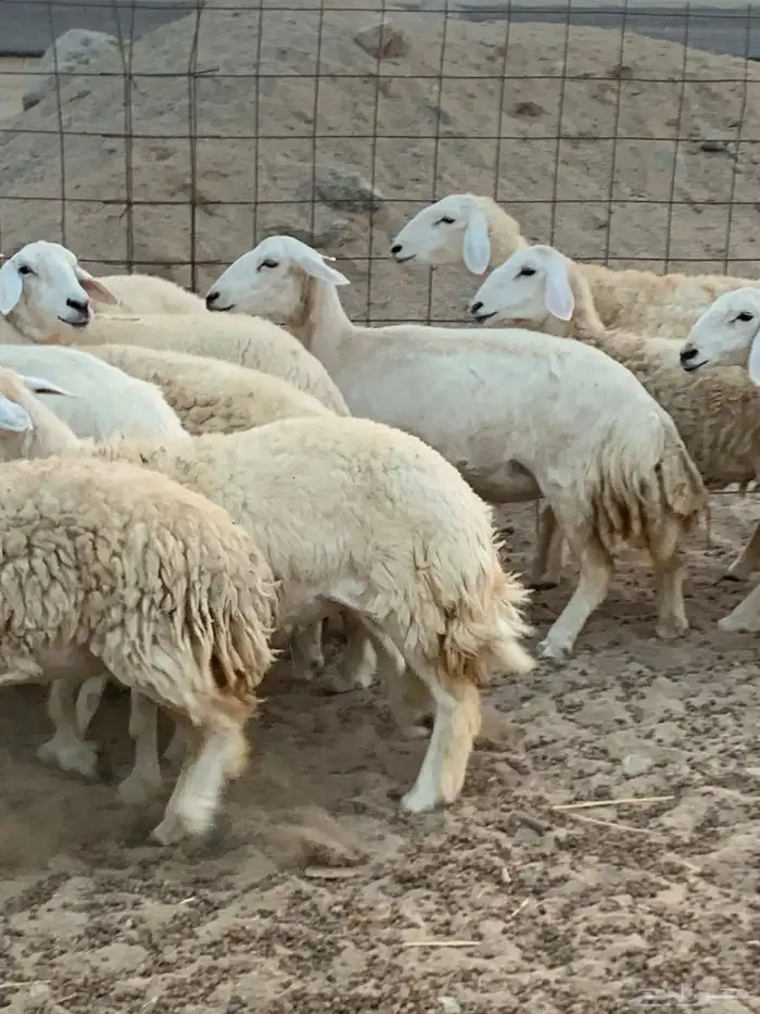 للبيع رخال حريات مقاني 4