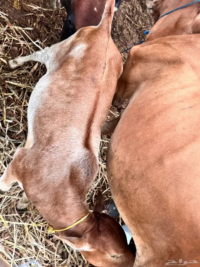 للبيع بقره والد تحتها ذكر مشروطه من كل شي تم البيع 0